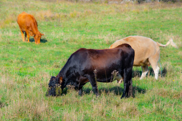Naklejka premium Pretty cows in a Quebec farm in the Canadian coutryside