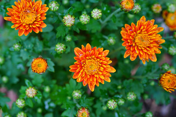 Bronze orange chrysanthemum flowers growing in the garden in the fall