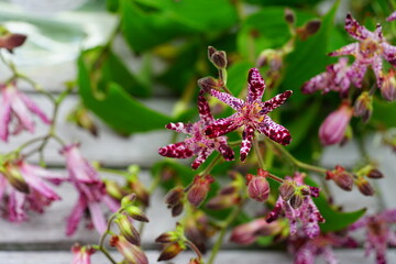 Stems of purple tricyrtis hirta (hairy toad lily) flowers