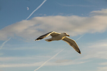 seagull in sky