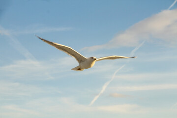 seagull in sky