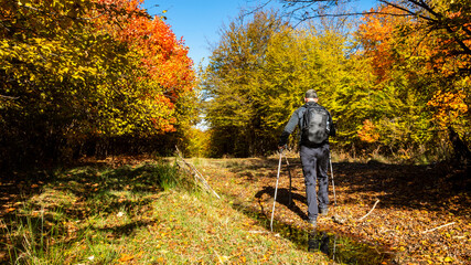 A hiker on a forest trail on a lovely autumn day.