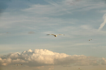 Fototapeta na wymiar seagull in sky