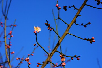 Pink flower blooms of the Japanese ume apricot tree, prunus mume