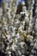 Branches of White flowers of Bush Cherry (Prunus Japonica)