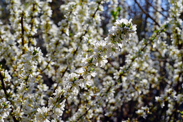 Branches of White flowers of Bush Cherry (Prunus Japonica)
