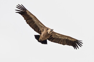 Fototapeta na wymiar Griffon vulture, Gyps fulvus in Monfrague National Park. Extremadura, Spain