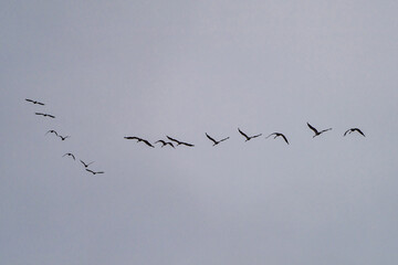 Common crane, Grus grus in Monfrague National Park. Extremadura, Spain