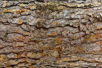 bark of a tree trunk close-up