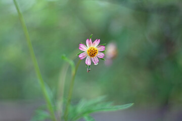 cosmos flower