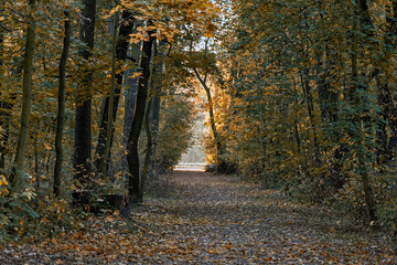 droga las jesień