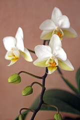 Fototapeta na wymiar Mini White Phalaenopsis Orchids