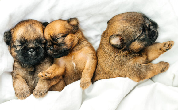 newborn puppies brussels griffon sleeping under a white blanket. High quality photo