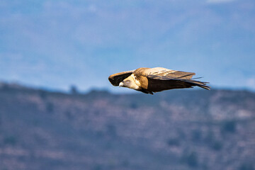 Fototapeta na wymiar Griffon vulture, Gyps fulvus in Monfrague National Park. Extremadura, Spain