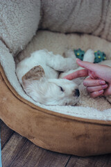 golden cocker spaniel puppy