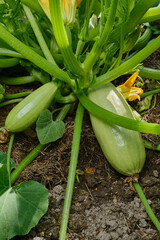 Obraz premium Zucchini blooms and grows on a bush in the open ground. The cultivation of Zucchini in greenhouses. Selective focus