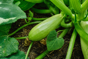 Obraz premium Zucchini blooms and grows on a bush in the open ground. Young fresh cucumber growing on the garden in open ground. Selective focus