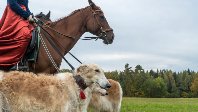 Beautiful russian borzoi or greyhound dogs with horse. Close-up view of dogs and hotse heads. Animal concept.