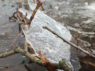 piece of winter ice between branches