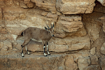 Mountain goat in Timna park