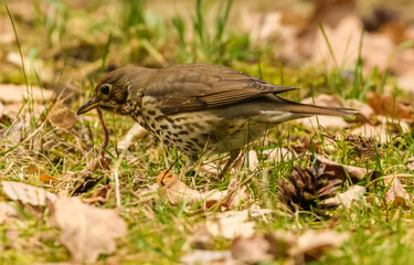 song thrush (Turdus philomelos) eating earthworm