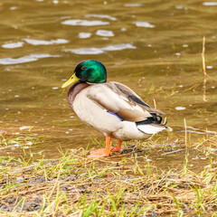 wild duck (anas platyrhynchos) male standing at water