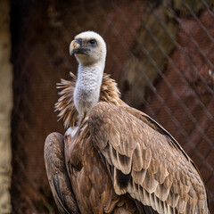 Griffon vulture, Gyps fulvus in Jerez de la Frontera, Andalusia, Spain