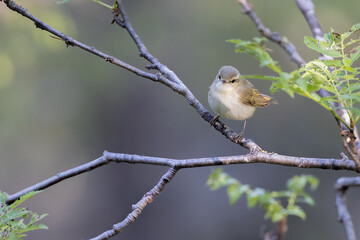 Greenish Warbler