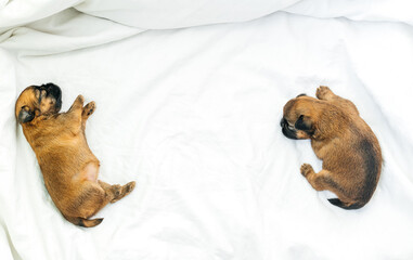 a sleeping newborn Brussels Griffon puppy of red color lies under a white blanket with closed eyes. High quality photo
