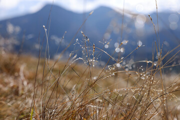 Beautiful plants with morning dew in mountains, closeup