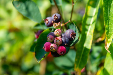 Obraz premium wild berries on a branch