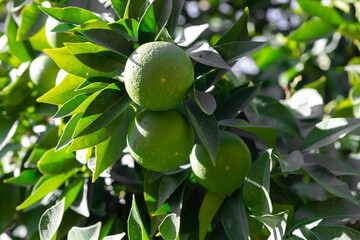 Bitter orange (Turunç) that has not yet turned yellow. Bitter orange is the fruit of the evergreen tree. Resembles an orange, but has a bitter-sour juice. It is used to add a sour taste to salads.