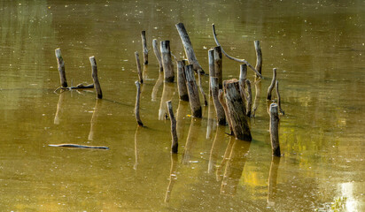 Stagnant water in the river. A backwater with a smooth surface and dry stumps on a sunny day.