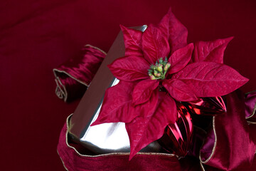 Red Poinsettia Leaves, Christmas Star Leaves  on Silver Present box , Red background