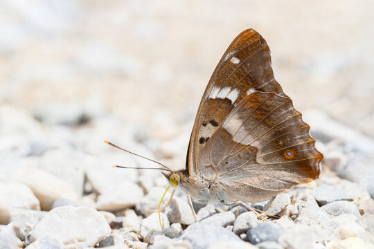 Lesser purple emperor butterfly (Apatura ilia) takes up minerals with it's yellow proboscis.