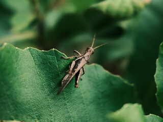 Grasshopper
