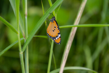 Butterfly clinging to a leaf during the day