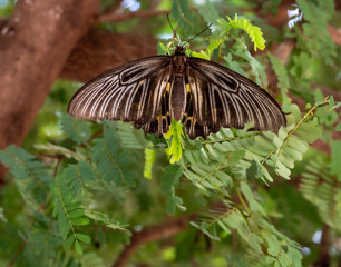 Butterfly clinging to a leaf during the day