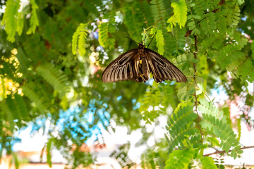 Butterfly clinging to a leaf during the day