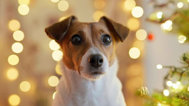 Portrait dog breed Jack Russell Terrier on background of bokeh of Christmas tree flickering garlands looking into camera. Christmas family holiday. Taking care of animals. Animals. Pet. Lifestyle Noel