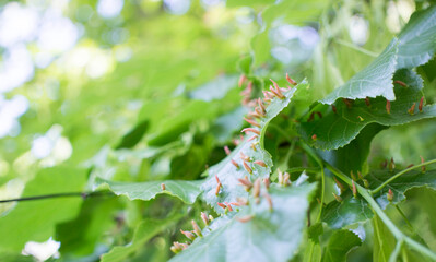 Lime leaves affected Linden gall mite Eriophyes tiliae. High quality photo