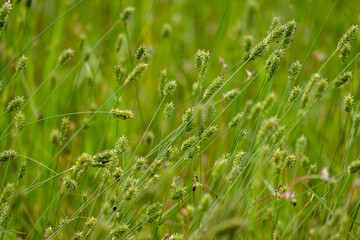 The flowers are blooming in the fields