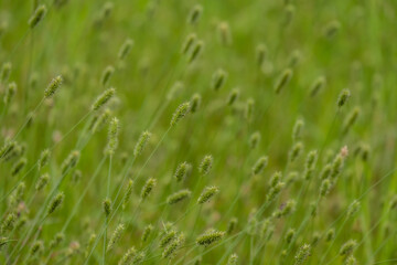 The flowers are blooming in the fields