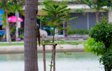 Squirrel lifestye in the park