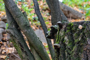 Fototapeta na wymiar tree trunk in the forest