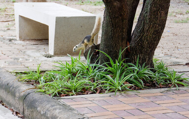 Squirrel lifestye in the park
