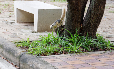 Squirrel lifestye in the park