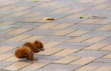 Squirrel lifestye in the park