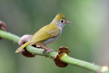 birds, wildlife, tree, colorful, wing