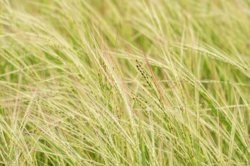 Bright green fields in summer